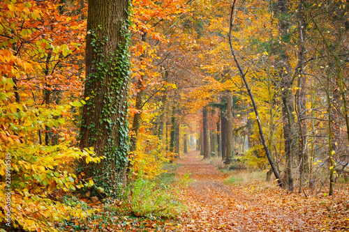 Pathway in the autumn forest  Germany