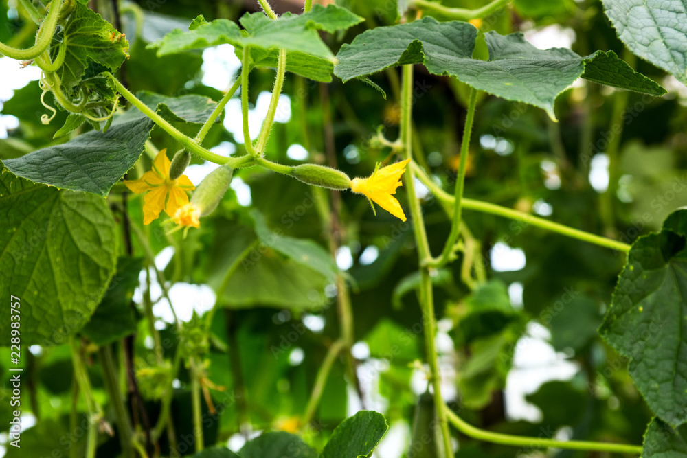 Young cucumbers on the branches with yellow flowers Young cucumbers on the branches with yellow flowers