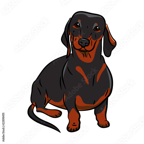 Dog. Dachshund. Hand-drawn Dog. Realistically Painted Dachshund. Transparent background. Vector illustration. White isolated. Print