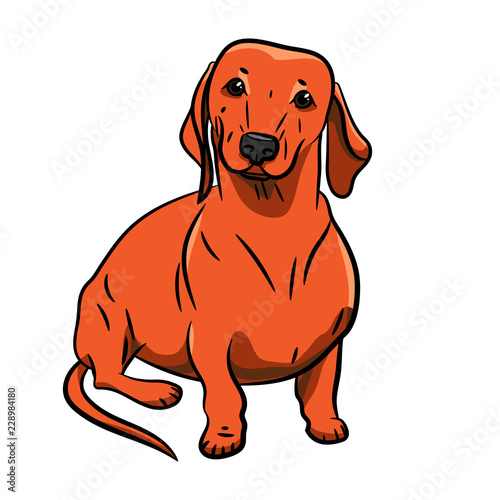 Dog. Dachshund. Hand-drawn Dog. Realistically Painted Dachshund. Transparent background. Vector illustration. White isolated. Print