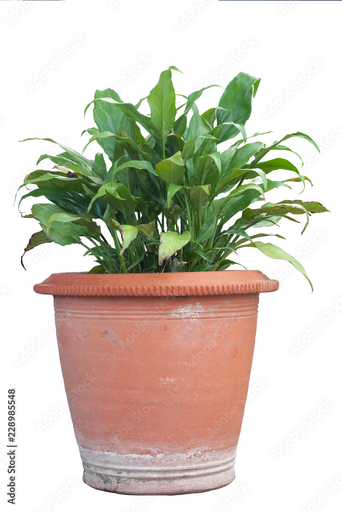 Fototapeta premium Peace lily or spathiphyllum in brown pot isolated on white background with clipping path.