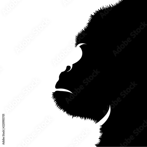 Vector silhouette of gorilla on white background.