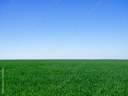 Grünes Feld vor blauem Himmel