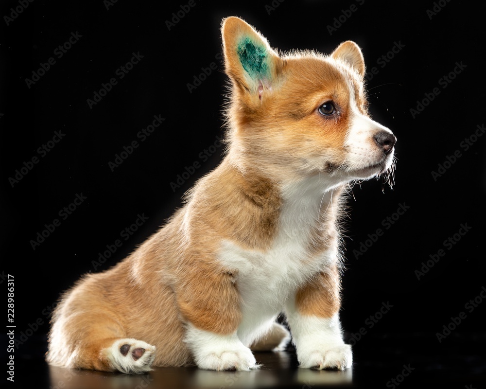 Obraz premium Welsh corgi puppy Dog Isolated on Black Background in studio