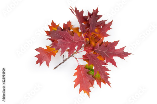 Branch of red oak with leaves on a white background
