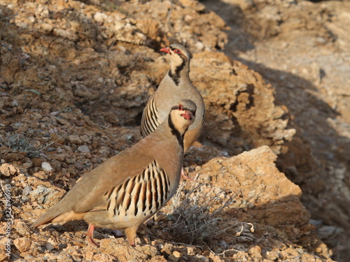 partridge hen Alectoris chukar: birds of Greece 