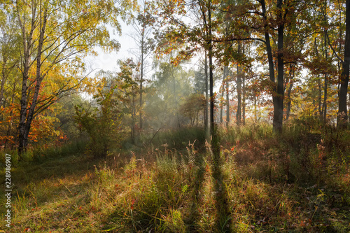 Fragment of the autumn deciduous forest