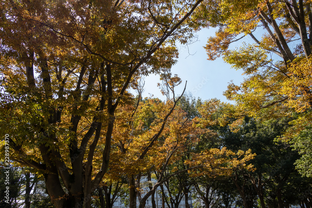 Gyoda Park in autumn in Funabashi City, Chiba Prefecture, Japan