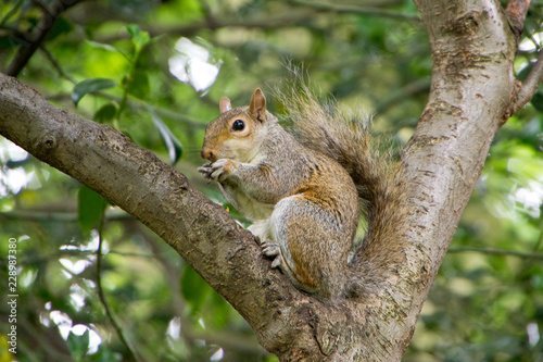 squirrel on a tree © JrundStle