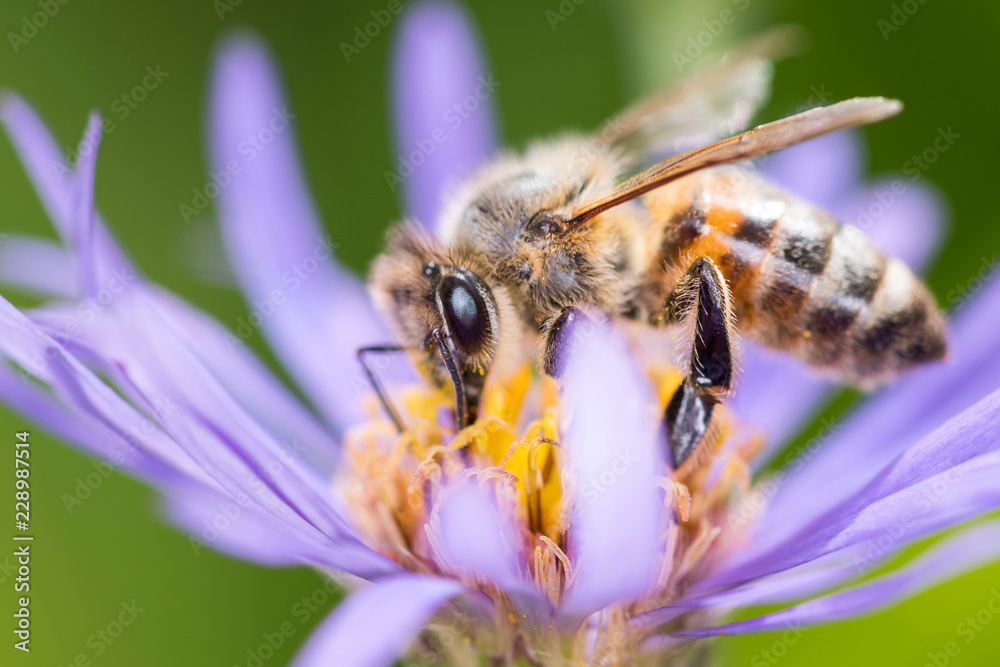 Biene bestäubt eine Alpen-Aster - Aster alpinus Biene bestäubt eine Alpen-Aster - Aster alpinus