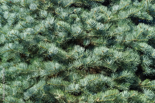 Background of branches of the white fir