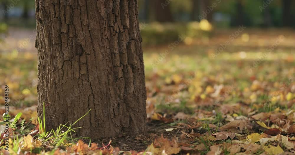 Slow motion closeup of maple tree trunk in autumn city Slow motion closeup of maple tree trunk in autumn city