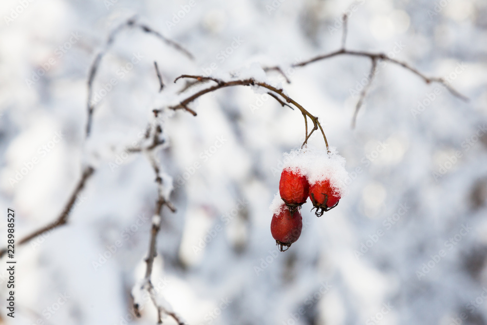 Three red berries rose hips in the snow Three red berries rose hips in the snow