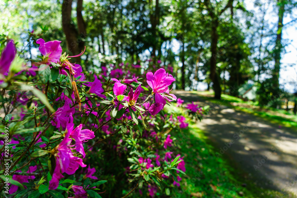 The pink flowers at beautiful on Doi Suthep of thailand. The pink flowers at beautiful on Doi Suthep of thailand.