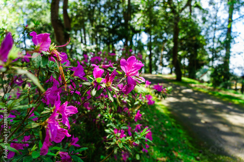 The pink flowers at beautiful on Doi Suthep of thailand.