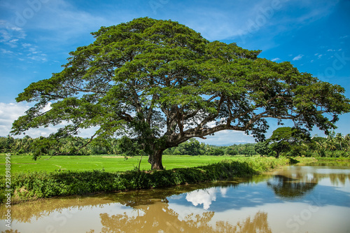 Beautiful landscape of Uva province, Sri Lanka.