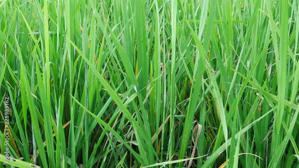 green grass,nature background,organic rice farm green grass,nature background,organic rice farm