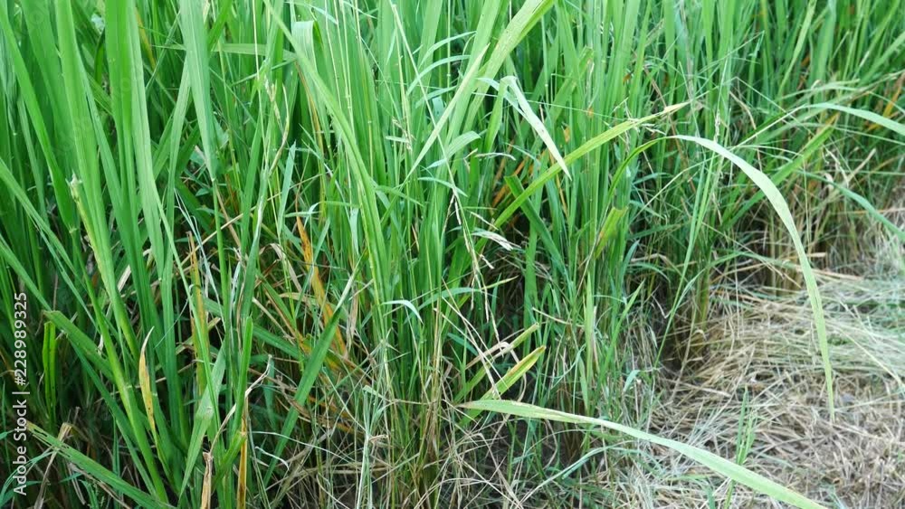 green grass,nature background,organic rice farm green grass,nature background,organic rice farm