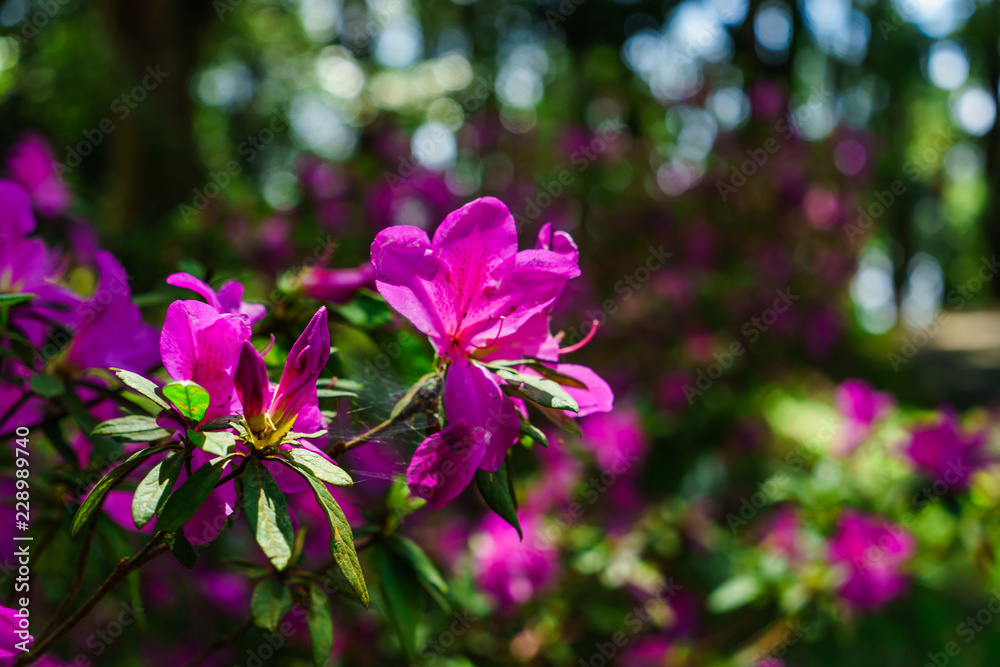 The pink flowers at beautiful on Doi Suthep of thailand. The pink flowers at beautiful on Doi Suthep of thailand.