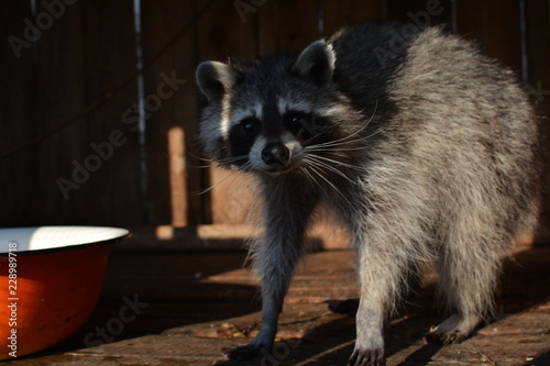 happy raccoon eating