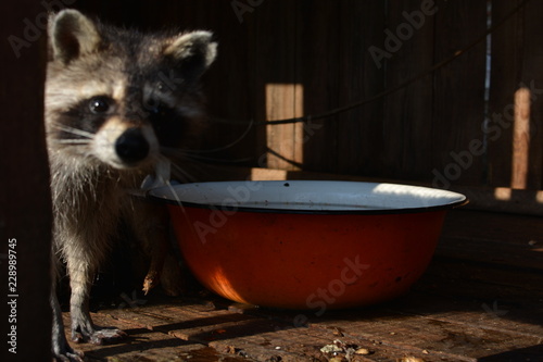 happy raccoon eating