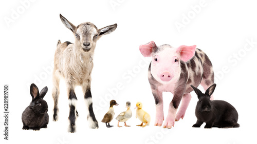 Farm animals, standing together, isolated on white background