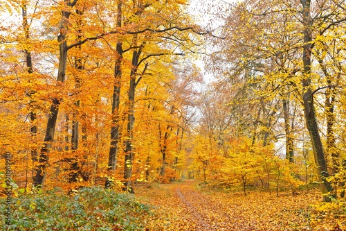 Autumn forest © sborisov