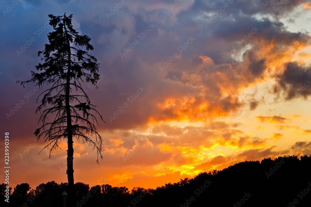 Pine tree at sunset