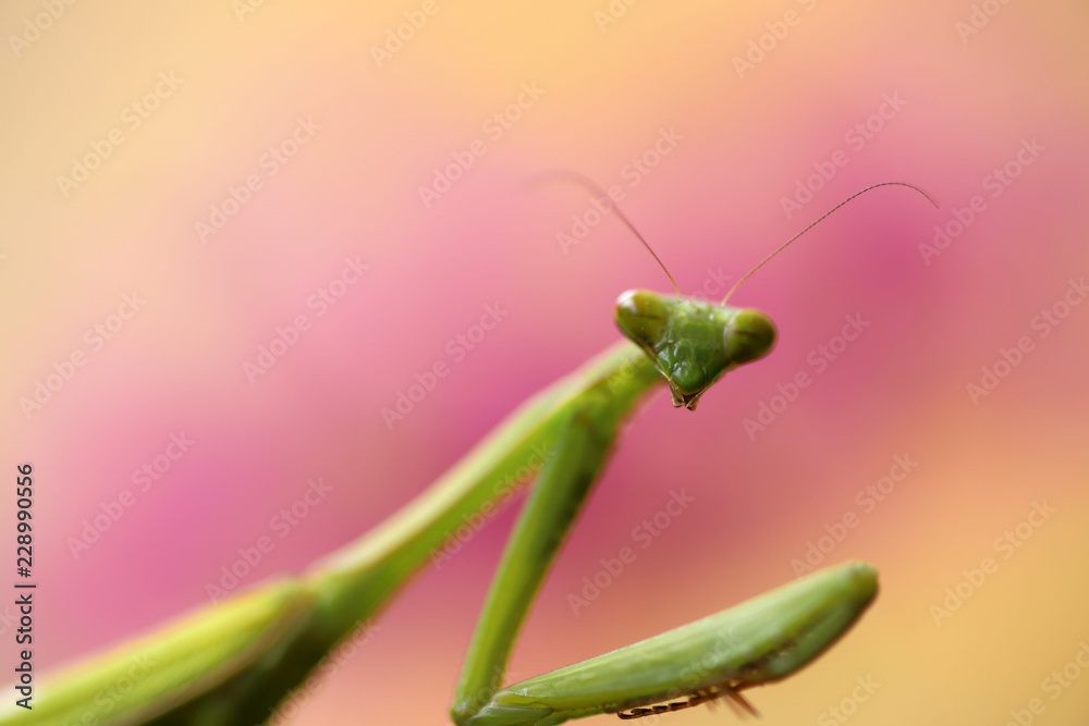 カマキリの顔 Stock 写真 Adobe Stock