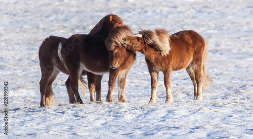 Icelandic Horses © Ossie