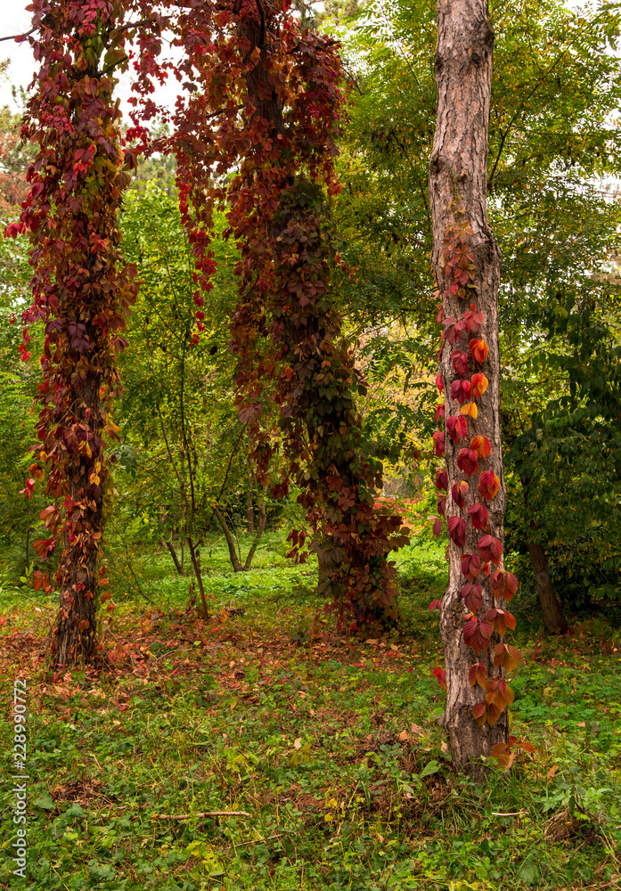 Fototapeta premium A Parthenocissus plant with red leaves climbing on trunks trees autumn day.