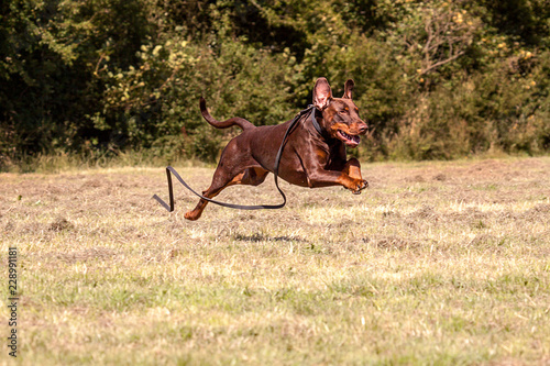 Brown Dobermann Dog ..Handsome young  brown (or red if you are American) Dobermann Dog running across a mown field with all four feet off the ground.  