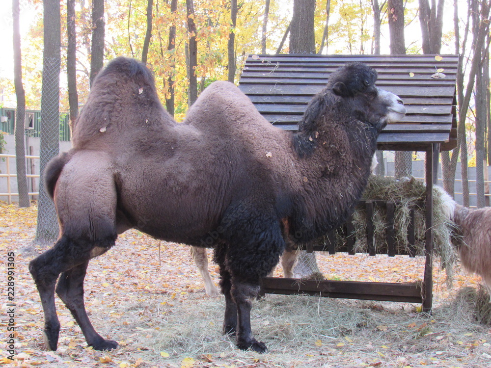 Fototapeta premium camel in desert
