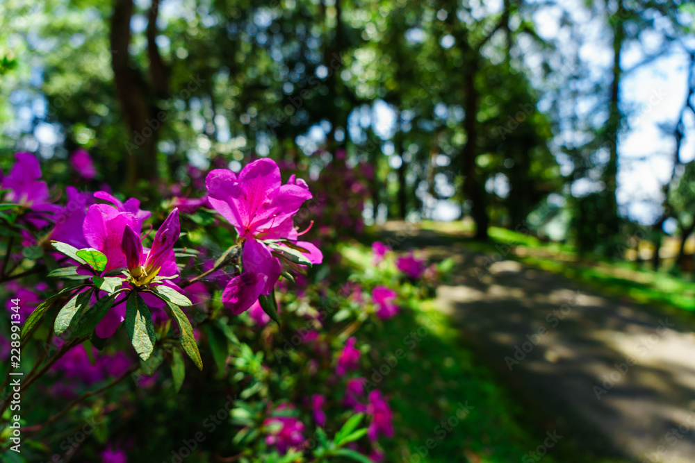 The pink flowers at beautiful on Doi Suthep of thailand.