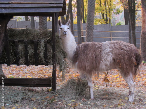 lama in zoo