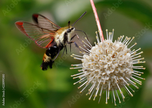 Snowberry Clearwing moth nectaring on a buttonbush flower