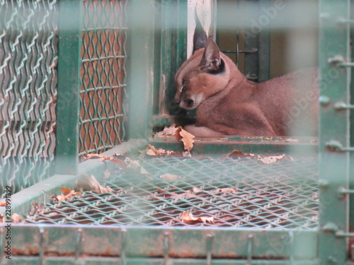 sleeping lynx portrait