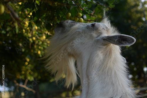 beautiful goat in the pen