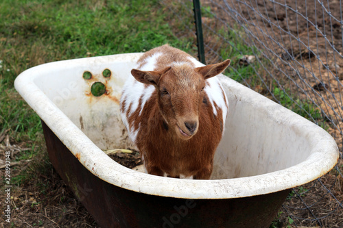 Goats on the Farm and in the Tub