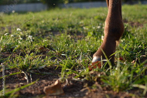 the horse and her foal graze © madnessbrains