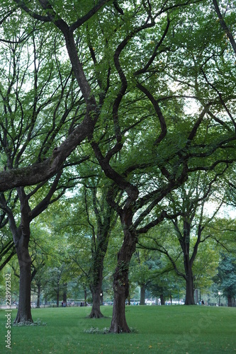 tree in the park