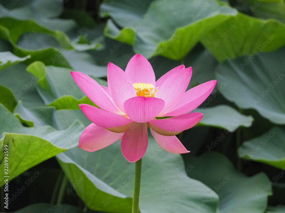 Lotus Flower,