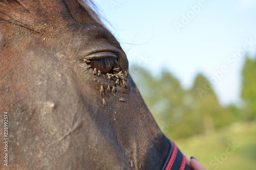 flies in the horse's eye