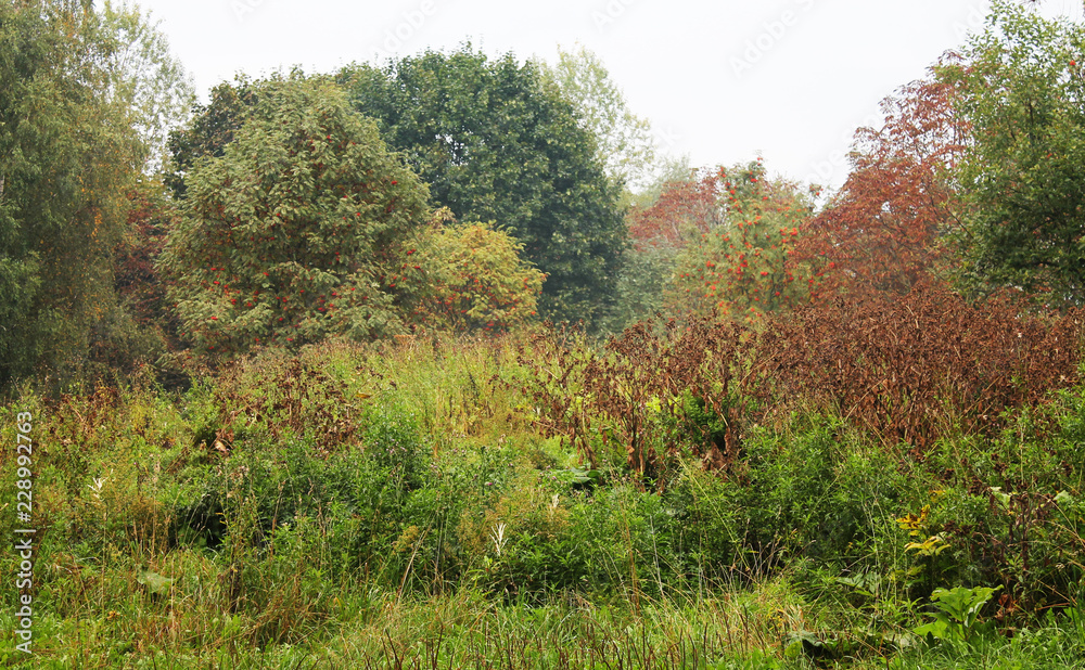 autumn. fun colors of autumn. trees and shrubs sink into a sweet foggy dream autumn. fun colors of autumn. trees and shrubs sink into a sweet foggy dream