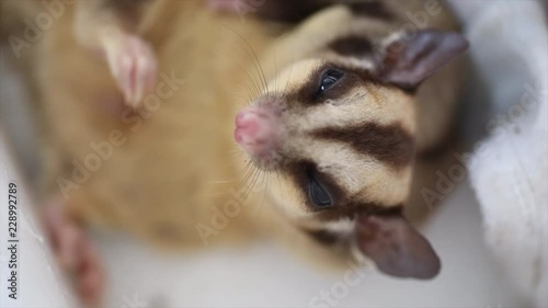 Cute sugar glider  photo