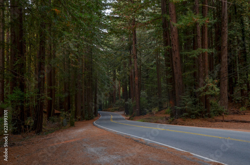 giant redwood trees along Lucas Valley Road Nicasio, Marin County, California photo