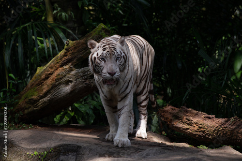 Fototapeta Naklejka Na Ścianę i Meble -  white tiger