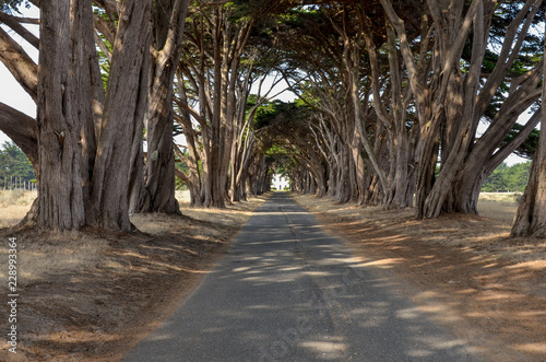 Cypress Tree Tunnel at Point Reyes National Seashore, California