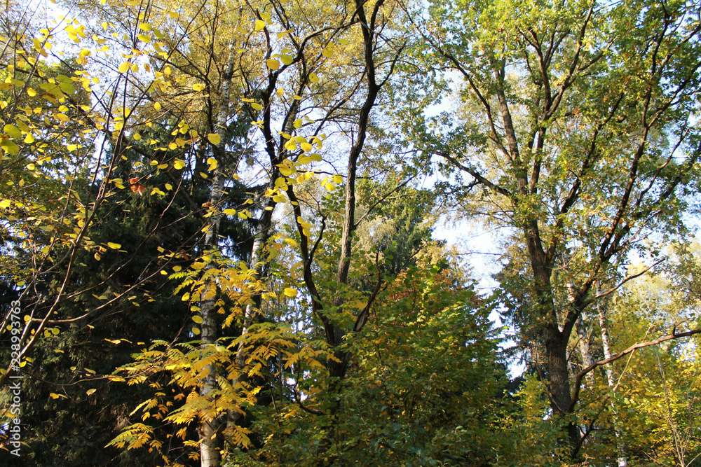  autumn. fun colors of autumn. game trees bright yellow colors against the sky.