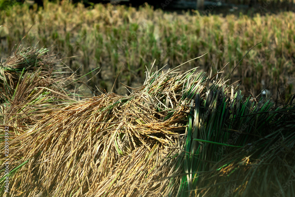The rice straw is located on bamboo floor,Harvest rice The rice straw is located on bamboo floor,Harvest rice